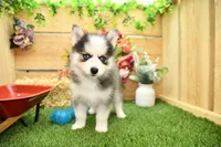 Eve, a female Pomsky for sale in Arthur, IL – 4 of 7