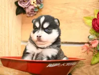 Abby, a female Pomsky for sale in Arthur, IL – 2 of 8