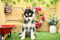 Edwin, a male Pomsky for sale in Arthur, IL – 2 of 10