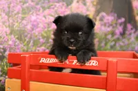 Milo, a male Pomeranian for sale in Arthur, IL – 3 of 9