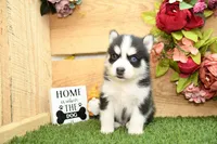 Stetson, a male Pomsky for sale in Arthur, IL – 4 of 7