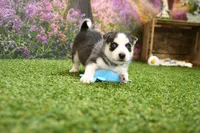 Sadie, a female Pomsky for sale in Arthur, IL – 2 of 8