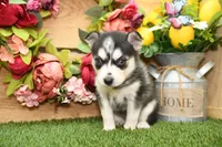 Summer, a female Pomsky for sale in Arthur, IL – 4 of 7