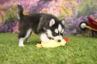 processed/437974a7-a463-427c-8264-8e668b295d69/listing/9ad1c52d-735a-47e6-935d-dfab0be66c8c/dae63da7-52a5-4555-b5a6-d035d09440bb