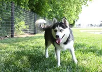 Erik, a male Pomsky for sale in Arthur, IL – 6 of 7