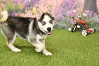 Bear, a male Pomsky for sale in Arthur, IL – 3 of 8