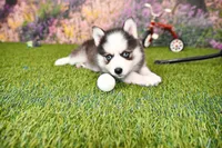 Eve, a female Pomsky for sale in Arthur, IL – 5 of 7