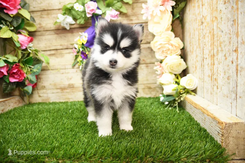 Elsie – Pomsky puppy for sale in Arthur, IL