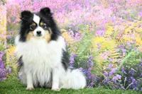 Gus, a male Pomeranian for sale in Arthur, IL – 7 of 8