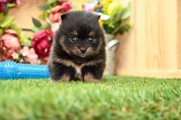 Georgia, a female Pomeranian for sale in Arthur, IL – 2 of 9