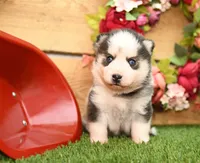 Adam, a male Pomsky for sale in Arthur, IL – 3 of 7