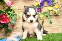 Hugo, a male Pomsky for sale in Arthur, IL – 2 of 9
