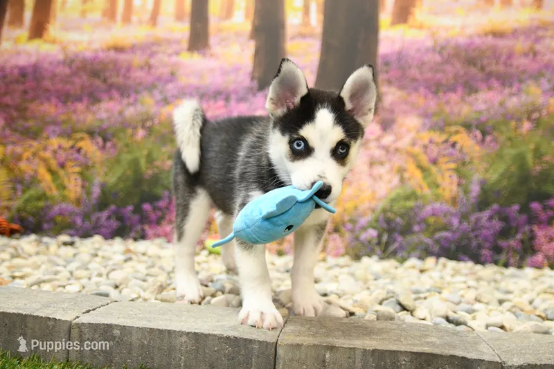 Sadie – Pomsky puppy for sale in Arthur, IL