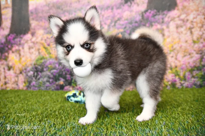 Eve – Pomsky puppy for sale in Arthur, IL