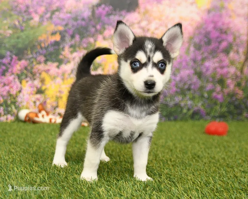 Summer – Pomsky puppy for sale in Arthur, IL