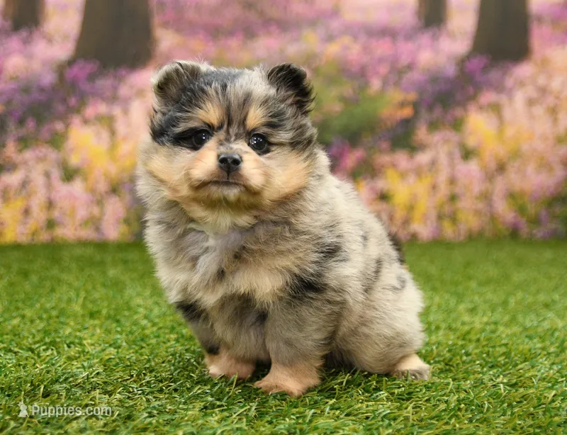 Rayna – Pomeranian puppy for sale in Arthur, IL
