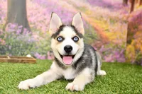 Bear, a male Pomsky for sale in Arthur, IL – 6 of 8