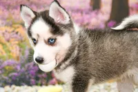 Adam, a male Pomsky for sale in Arthur, IL – 2 of 7