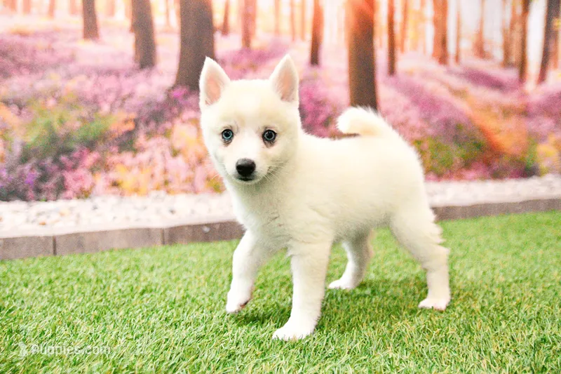 Della – Pomsky puppy for sale in Arthur, IL