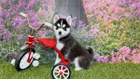 Elliot, a male Pomsky for sale in Arthur, IL – 2 of 10