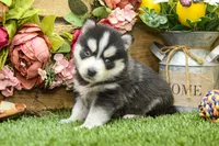 Elliot, a male Pomsky for sale in Arthur, IL – 5 of 8