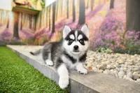 Elliot, a male Pomsky for sale in Arthur, IL – 7 of 10