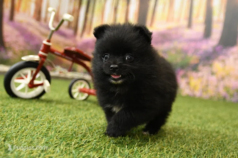 Milo – Pomeranian puppy for sale in Arthur, IL