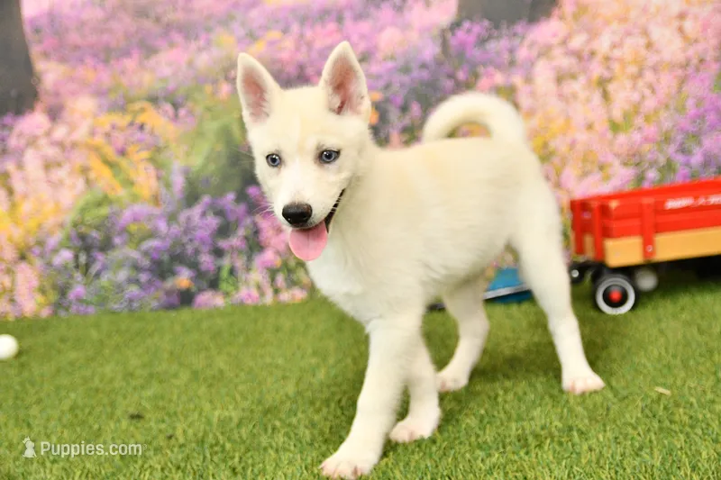 Dean – Pomsky puppy for sale in Arthur, IL