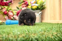 Georgia, a female Pomeranian for sale in Arthur, IL – 4 of 9