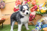 Hugo, a male Pomsky for sale in Arthur, IL – 3 of 10