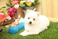 Hazel, a female Pomsky for sale in Arthur, IL – 3 of 9
