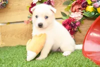 Dean, a male Pomsky for sale in Arthur, IL – 6 of 8