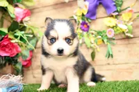 Hugo, a male Pomsky for sale in Arthur, IL – 1 of 9