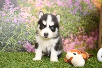 Stetson, a male Pomsky for sale in Arthur, IL – 5 of 7