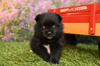 Milo, a male Pomeranian for sale in Arthur, IL – 5 of 9