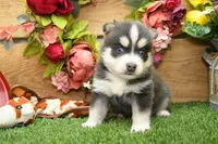 Emmett, a male Pomsky for sale in Arthur, IL – 5 of 9