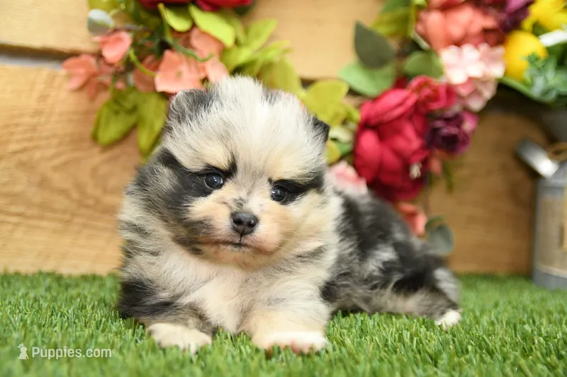 Kolton – Pomeranian puppy for sale in Arthur, IL