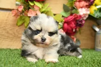 Kolton, a male Pomeranian for sale in Arthur, IL – 1 of 6