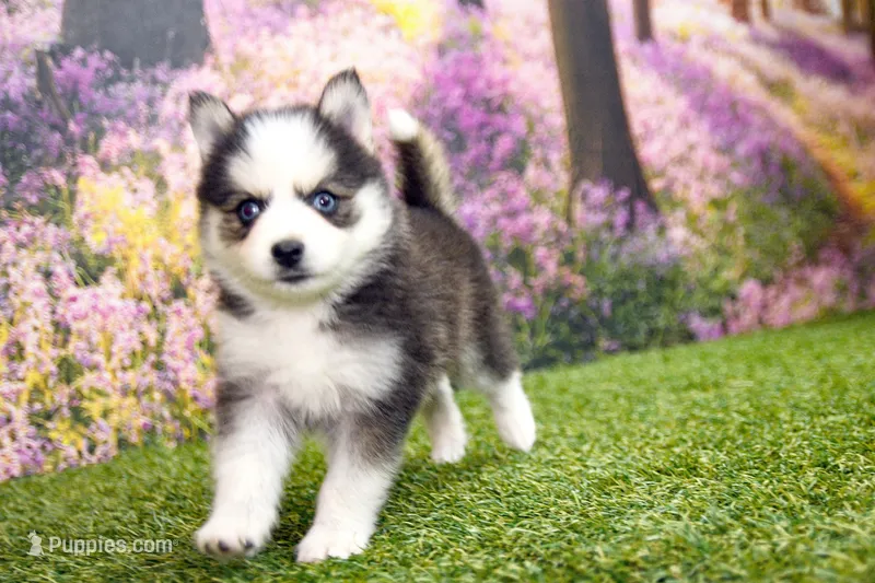 Eve – Pomsky puppy for sale in Arthur, IL