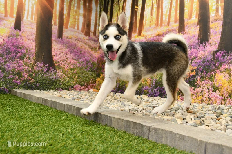 Bear – Pomsky puppy for sale in Arthur, IL