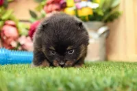Georgia, a female Pomeranian for sale in Arthur, IL – 6 of 9