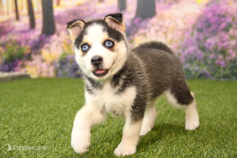 Bear – Pomsky puppy for sale in Arthur, IL