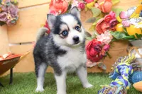 Hugo, a male Pomsky for sale in Arthur, IL – 8 of 10