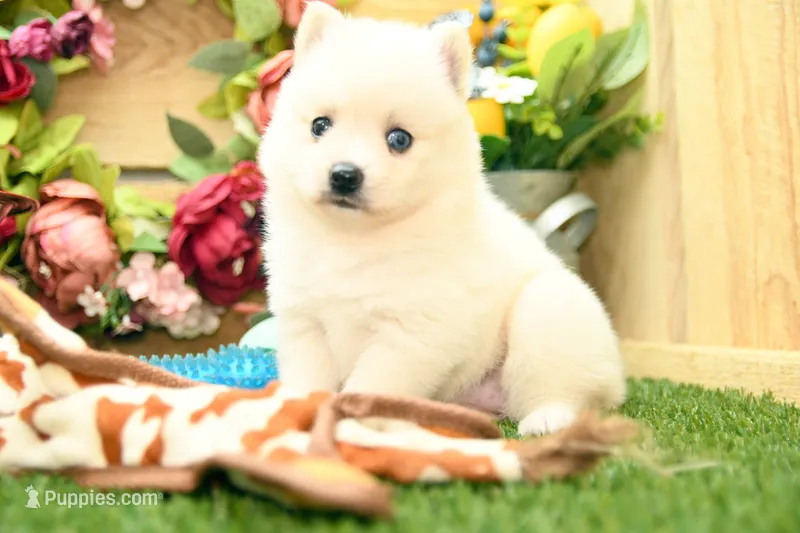 Hazel – Pomsky puppy for sale in Arthur, IL