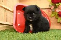 Milo, a male Pomeranian for sale in Arthur, IL – 4 of 9