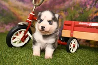 Adam, a male Pomsky for sale in Arthur, IL – 5 of 7
