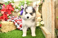 Eve, a female Pomsky for sale in Arthur, IL – 2 of 7