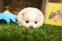 Kyson, a male Pomeranian for sale in Arthur, IL – 2 of 6