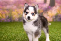 Hugo, a male Pomsky for sale in Arthur, IL – 5 of 10
