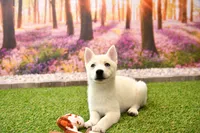 Dean, a male Pomsky for sale in Arthur, IL – 6 of 8